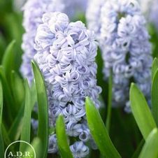 Hyacinth orientalis 'Skyline'