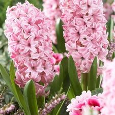 Hyacinth orientalis 'Fondante'