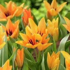 Tulip small bunch flowering 'Praestans Shogun'
