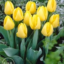 Tulip single early 'Kikomachi'