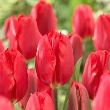Tulip single early 'Strawberry Ice'