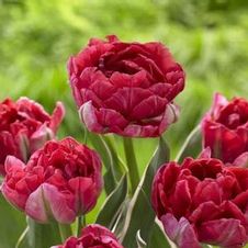 Tulip double early 'Eternal Flame'