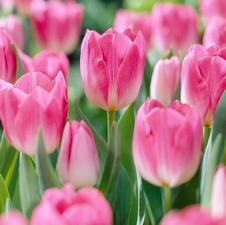 Tulip triumph 'Dynasty'