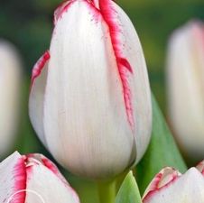 Tulip triumph 'Playgirl'
