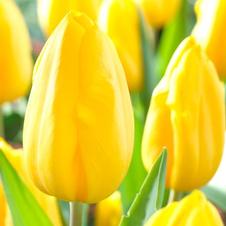Tulip triumph 'Strong Gold'
