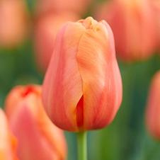 Tulip triumph 'Teletubby'