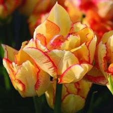 Tulip double late 'Yellow Pomponette'
