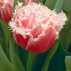 Tulip fringed 'Queensland'
