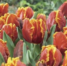 Tulip parrot 'Bright Parrot'
