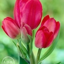 Tulip tall bunch flowering 'Merry go round'