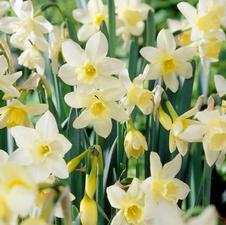Daffodil miniature 'Pueblo'