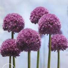 Allium giant 'His Excellency'