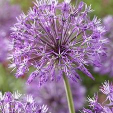 Allium tall 'Akbulak'
