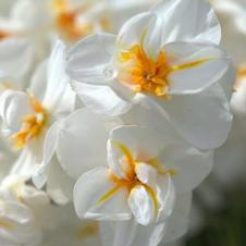 Daffodil double 'Sir W. Churchill'