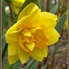 Daffodil double 'Apotheose'