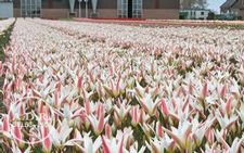 Tulip species 'Clusiana Stellata'