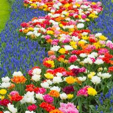 Tulip double early 'Double Early Mixture'