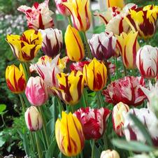 Tulip single late 'Rembrandt Mixture'