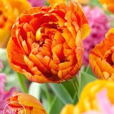 Tulip double late 'Sun Lover'
