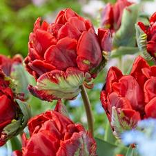 Tulip parrot 'Rococo'