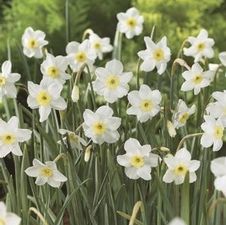 Daffodil miniature 'Segovia'