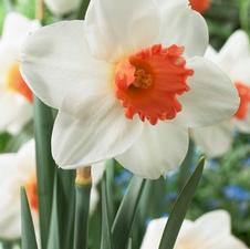 Daffodil large cupped 'Cool Flame'