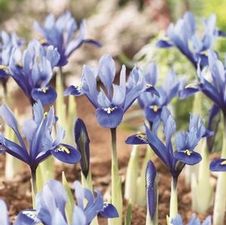 Iris Miniature 'Reticulata'