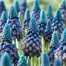 Muscari Paradoxum
