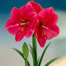 Amaryllis Dutch 'Hercules'