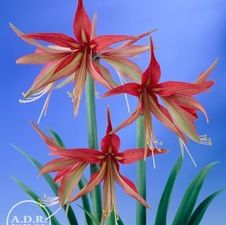 Amaryllis Dutch 'Sumatra'