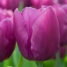 Tulip triumph 'Purple Flag'