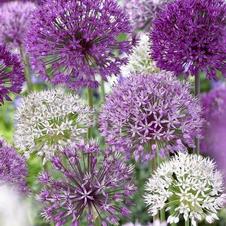 Allium giant 'Mixed Colors'