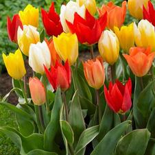 Tulip fosteriana 'Emperor Mixture'