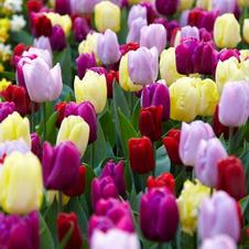 Tulip prince series 'Prince Mixture'