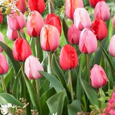 Tulip darwin hybrid 'Impression Mixture'