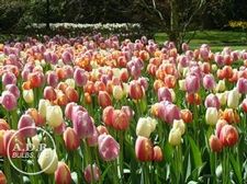 Tulip darwin hybrid 'Centennial Mixture'