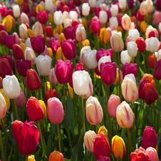 Tulip single late 'French Kiss Mixture'