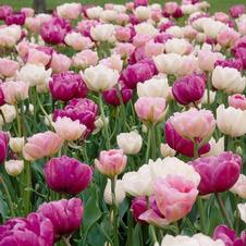 Tulip double late 'Romantic Mixture'