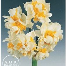 Paperwhite tazetta 'Paperwhite Constantinople'
