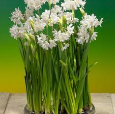 Paperwhite tazetta 'Paperwhite Galilea'