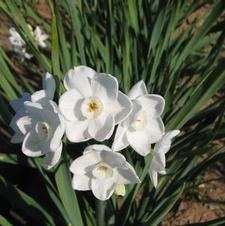Paperwhite tazetta 'Paperwhite Inbal'