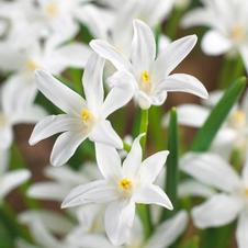 Chionodoxa Luciliae Alba
