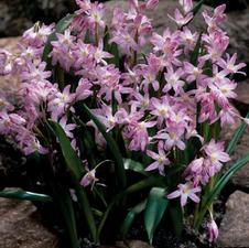 Chionodoxa Pink Giant