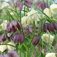 Fritillaria Meleagris Mixture