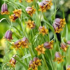 Fritillaria Uva Vulpis