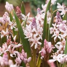 Scilla Bifolia Rosea