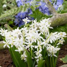 Scilla Siberica Alba