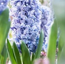 Hyacinth orientalis 'Blue Pearl'