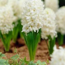 Hyacinth orientalis 'White Pearl'