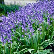 Hyacinthoides hispanica 'Blue'